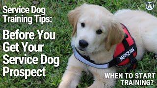 Watch BEFORE you get a SERVICE DOG! When To Start Training and more Service Dog Training Tips