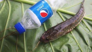 Best Simple Bottle Fish Trap || Amazing Boy Catch Fish With Plastic Bottle || Fish Trap EP 03