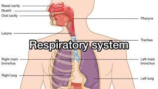 Top 5 organ systems