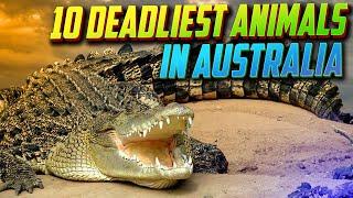 Top 10 Deadliest Animals in Australia!