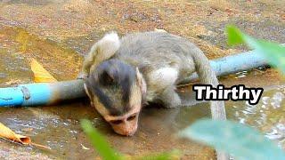 Alba Want To Swim But So Lack Among Water Make Alba Can Not Swim | Alba So Cute Baby Monkey