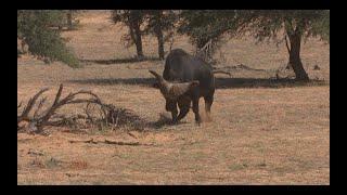 African Hunting Compilation Vol 4. Includes Lion hunting, Buffalo Hunting and all Plainsgame.