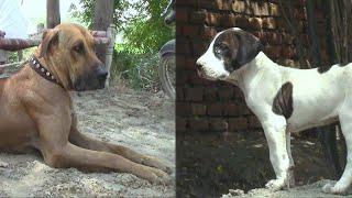 Best And Beautiful Big dog And Puppeis And Fighter Bully Dog All information This Dog BY NAFA TV HD