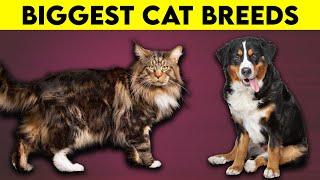 Top 10 Biggest Domestic Cat Breeds That Will Blow Your Mind