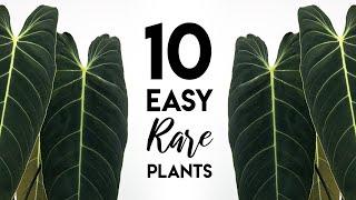 Top 10 Easy Rare Houseplants! (In-Depth)