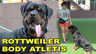 ROTTWEILER BODY ATLETIS