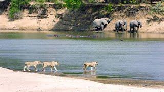 Young Lions Try to Cross Crocodile-Infested Waters