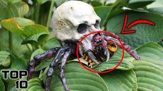 Top 10 Spiders Scarier Than The Murder Hornet