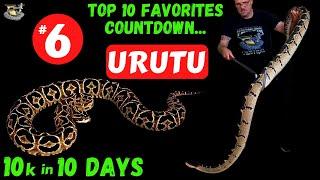 TOP 10 COUNTDOWN #6 URUTU Rhinocerophis alternatus | 10k 10 days