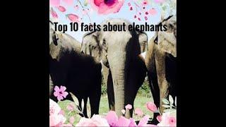 Top 10 facts about elephants