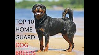 TOP 10 HOME GUARD DOG BREEDS