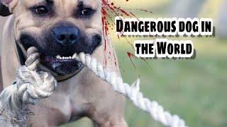 Top 10 Most Dangerous Dog Breeds in the World - Dog Market