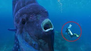 12 SCARIEST Creatures Faced By Divers!