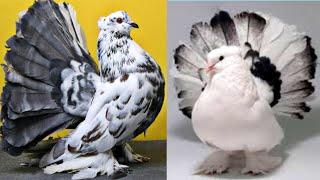 Top 10 Most Beautiful Fantail Pigeons|| Fantail Pigeons Name||  American Fantail Pigeon||