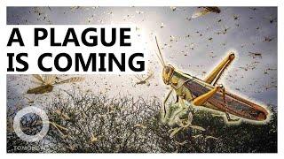 A Pandemic and a Plague: Locust Swarms Threaten East Africa