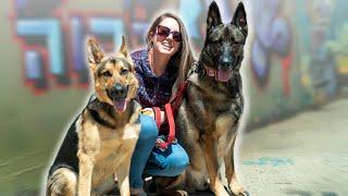 10 Questions for a German Shepherd Owner