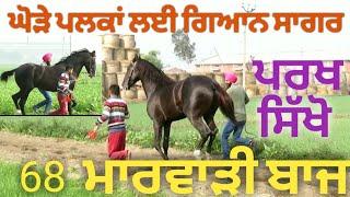 Top information abuot horse for new owner,, ਜੋ ਘੋੜਾ ਖਰੀਦਣਾ ਚਹੁੰਦਾ ਉਹ ਆ ਵੀਡੀਓ ਜਰੂਰ ਦੇਖੇ