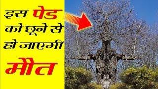 दुनिया का सबसे खतरनाक पेड़ - 12 Interesting facts, top enigmatic and most amazing facts in Hindi