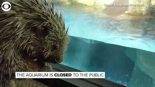 Tyson the porcupine goes on a field trip to visit penguins during coronavirus outbreak