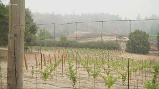 Glass Fire damages vineyards across Napa Valley, California wine country