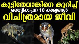 Top 10 facts about കുട്ടിതേവാങ്ക് ! ഇതെന്താ ഭീകര ജീവിയോ ? വിചിത്രമായ സത്യങ്ങള്‍