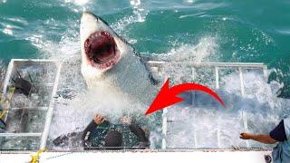 Top 10 Scary Shark Encounters With People In The Water