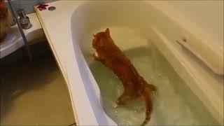 Cats VS Water Top 10 Funniest Videos of ALL TIME