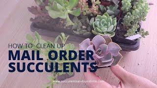 Cleaning Up Succulent Plant Mail