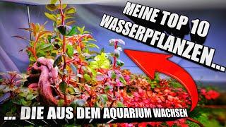 Meine Top 10 Wasserpflanzen die aus dem Aquarium / Aquascape wachsen