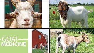 Top 10 information about goat