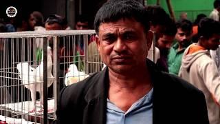 Fancy Pigeon Market In Mirpur|| মিরপুর ফেন্সি কবুতরের হাট||