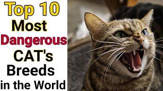 Top 10 Most Dangerous Cats Breeds in the World/Country #Shorts #YoutubeIndia #theanimalpaw