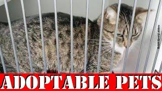 Lawton Animal Welfare's Weekly Adoptable PETS Video 1 April 2020