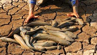 Top Videos Fishing Catching Fish River Field On Dry Season