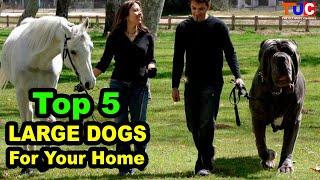 Top 5 Large Dog Breeds For Your Home : Large Dog Breeds : TUC