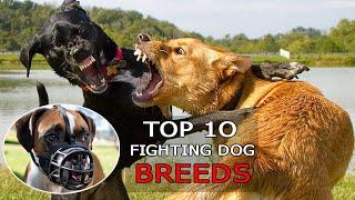 Top 10 Fighting Dog Breeds