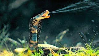 Top 10 Most Venomous Snakes In The World