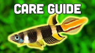 Clown Killifish Care Guide - Stunning, 7-Colored Killifish for Nano Tanks