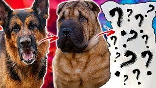 Top 10 HYBRID Guard Dog Breeds!