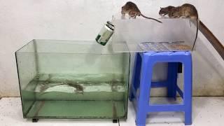 Electric Mouse trap with Water | Top 10 Mouse/ Rat Trap | Best Idea Mouse Trap Water 