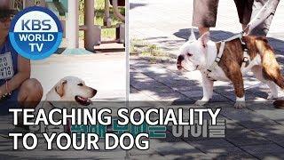 Teaching sociality to your dog [Dogs are incredible/ENG/2019.12.04]