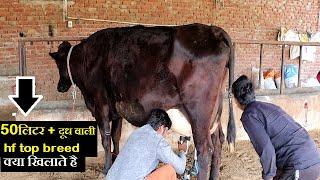 50लिटर + दूध वाली hf top breed का  Diet Plan,feed formula for a top milking animal