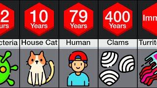 Comparison: Animal lifespans