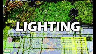 The BEST AQUARIUM LIGHTING for Your Aquarium Plants & WHY