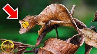 10 การพรางตัวของสัตว์ที่บ้าระห่ำที่สุดในโลก (เนียนมาก)