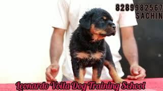 Top Quality rottweiler pups.  Import bloodline. Kerala.