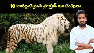 Top 10 Awesome Hybrid Animals In The World