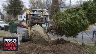 Ambitious Louisville study seeks to understand impact of trees on our health