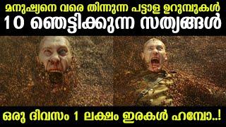 Top 10 facts about Army Ants |മനുഷ്യനെ വരെ തിന്നുന്ന പട്ടാള ഉറുമ്പുകള്‍ ഞെട്ടിക്കുന്ന 10കാര്യങ്ങള്‍