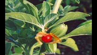 Ashwagandha - Top 10 Back Yard Herbs Must Haves - End of Series